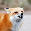 SmugMug > all-time keyword > showing > VG in 11/09 photo