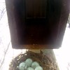 SmugMug > keywords > cache > 20091126 - My Birdhouse Cache