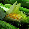 SmugMug > all-time keyword > never > I never thought that corn could look so good ...