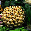 SmugMug > all-time keyword > could > A lovely bunch of Parsnips. What more could a girl ask for!