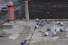 SmugMug > all-time keyword > pigeons > HYDRANT PIGEONS, BROOKLYN, NY
Photo by ELYSE HOYT ©Thru Her Eyes Images™