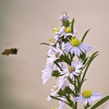 SmugMug > all-time keyword > heading > Other Things Colorful photo