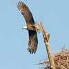SmugMug > keywords > flight > PESO photo
