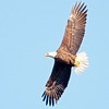 SmugMug > keywords > flight > PESO photo