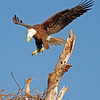 SmugMug > keywords > flight > PESO photo