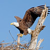 SmugMug > keywords > flight > PESO photo