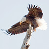 SmugMug > keywords > flight > PESO photo