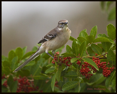  > Northern Mockingbird at Lox