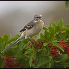 SmugMug > keywords > northern > Northern Mockingbird at Lox