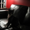 SmugMug > keywords > sit > I sit pretty!