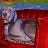 SmugMug > all-time keyword > cooper > October 2009 >  cooper_8