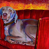 SmugMug > all-time keyword > cooper > October 2009 >  cooper_9
