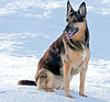 SmugMug > keywords > copyright > Misty in the Snow