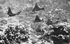 SmugMug > keywords > squadron > Five blue spotted rays off the coastline of Maui, HI in Black and White