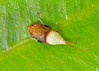 SmugMug > keywords > stack > Planthopper top