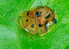 SmugMug > keywords > stack > Tortise beetle