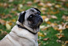SmugMug > all-time keyword > barney > Barney
October 30, 2009