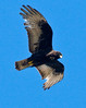 SmugMug > keywords > zone > Zone-tailed hawk- Immature- 1-1-10 San Pasqual