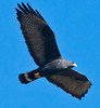 SmugMug > keywords > zone > Zone-tailed hawk Adult 1-1-10 San Pasqual
