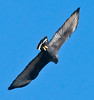 SmugMug > keywords > zone > Zone-tailed hawk- Adult- 1-1-10 San Pasqual