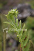 SmugMug > all-time keyword > unfurl > fern frond opening up 2closeup of a wild fern frond opening up, unfurling.see the rest of this series for different stages of the growth.See also:     