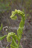 SmugMug > all-time keyword > unfurl > fern frond opening up 3closeup of a wild fern frond opening up, unfurling.see the rest of this series for different stages of the growth.See also:     
