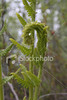 SmugMug > all-time keyword > unfurl > fern frond opening up 4closeup of a wild fern frond opening up, unfurling.see the rest of this series for different stages of the growth.See also:     