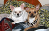 SmugMug > keywords > friends > Jasper and Pals photo