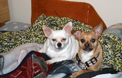 Jasper and Pals photo