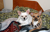 SmugMug > keywords > friends > Jasper and Pals photo