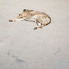SmugMug > keywords > abandoned > Stray Dogs resting - Istanbul, Turkey, Europe