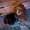 SmugMug > keywords > master > Also Shared on Flickr >  457932717_master opacity change