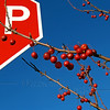SmugMug > all-time keyword > reach > Ornamental Crabapples STOP; November, Quakertown, PA