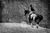 SmugMug > keywords > rubicon > Equestrian Photography in Virginia - eventing