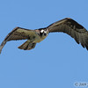 SmugMug > keywords > osprey > BPN photo
