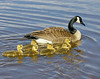 SmugMug > all-time keyword > canadian > Canadian Geese 1
