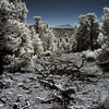 SmugMug > keywords > debris > Invisible Light (Infrared) photo