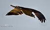 SmugMug > keywords > goods > Bringing Home the Goods - Osprey (Pandion haliaetus) Cedar Key Florida - Photo by Pat Bonish