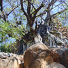SmugMug > keywords > climb > Tree Roots Climb the Rocks