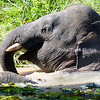SmugMug > keywords > alpha > Amherst >  Close up 3 - Alpha Elephant - Borneo
