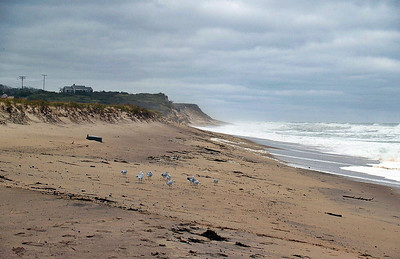  > Seagulls after the storm.  The wind was blowing like hell, but they stayed planted.