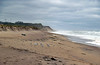 SmugMug > keywords > storm > Seagulls after the storm.  The wind was blowing like hell, but they stayed planted.