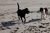 SmugMug > keywords > island > Dogs and Views photo