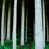 SmugMug > keywords > german > Germany photo
