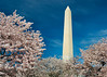SmugMug > all-time keyword > washington > Washington Monument from behind the Cherry Blossoms.