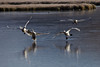 SmugMug > keywords > landing > One of the three angry swans bites at the delinquent's derrière as they go in for a landing on the lake in the National Elk Refuge in Jackson, Wyoming.