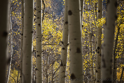  > A grove of aspens glow in the late afternoon light close to Kebler Pass near Crested Butte, Colorado.