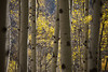 SmugMug > keywords > grove > A grove of aspens glow in the late afternoon light close to Kebler Pass near Crested Butte, Colorado.
