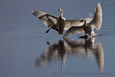  > Two of the angry swans charge the culprit swan as they head in for landing on the lake in the National Elk Refuge near Jackson, Wyoming.