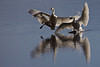 SmugMug > keywords > landing > Two of the angry swans charge the culprit swan as they head in for landing on the lake in the National Elk Refuge near Jackson, Wyoming.